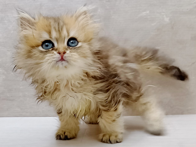 ペルシャ, 性別 男の子, 誕生日 2026/05/22, 毛色 チンチラゴールデン, 出身 東京都, 店舗 茨木目垣店(大阪府), お問い合わせ番号 302026020
