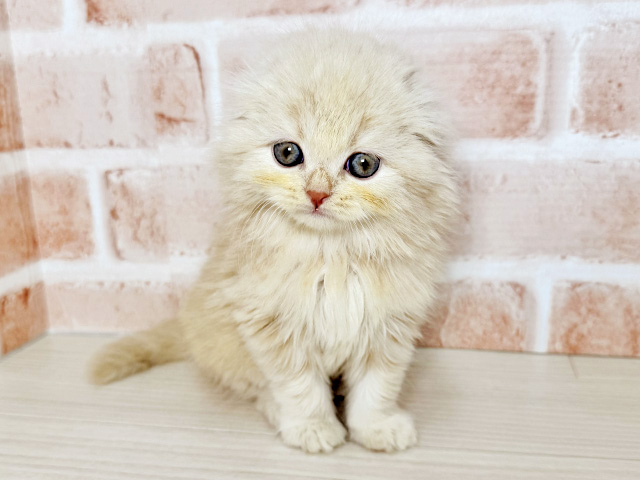 大阪府のスコティッシュフォールド (ペッツファースト東大阪店/2026年6月6日生まれ/男の子/クリーム)の子猫の1枚目の画像