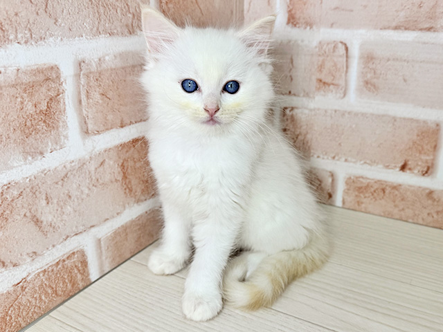 大阪府のラグドール (ペッツファースト東大阪店/2026年6月8日生まれ/男の子/クリームポイント)の子猫の1枚目の画像