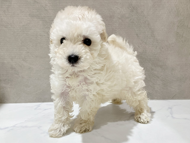 秋田県のトイプードル(タイニー) (ペッツファースト秋田店/2026年6月7日生まれ/女の子/クリーム)の子犬の1枚目の画像
