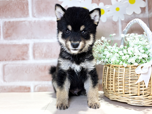 岡山県の豆柴 (ペッツファースト倉敷店/2026年6月7日生まれ/男の子/黒)の子犬の1枚目の画像