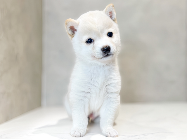 東京都の豆柴 (ペッツファースト原宿店/2026年6月5日生まれ/男の子/白)の子犬の1枚目の画像