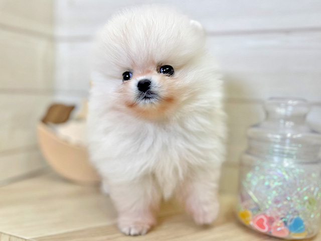 愛知県のポメラニアン (ペッツファースト大高店/2026年6月8日生まれ/女の子/クリーム)の子犬の1枚目の画像