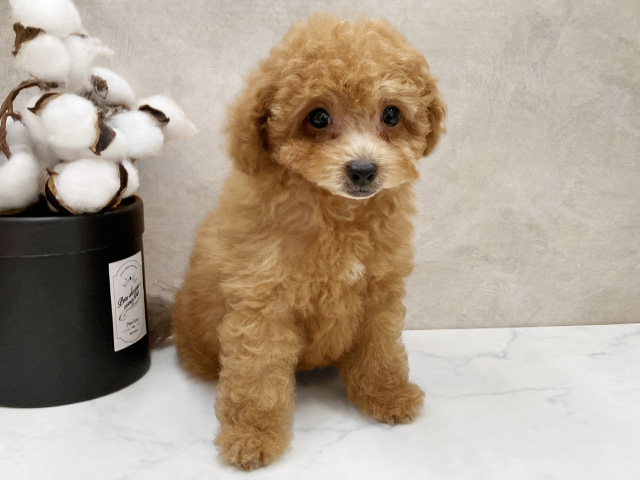 広島県のトイプードル(トイ) (ペッツファースト宇品店/2026年6月9日生まれ/女の子/レッド)の子犬の1枚目の画像