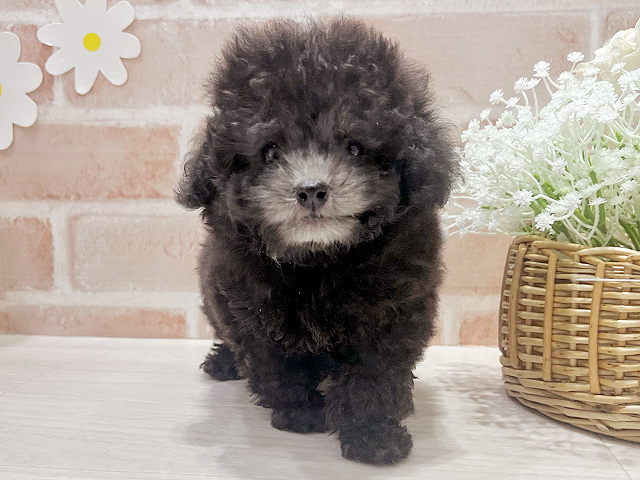 トイプードル(タイニー), 性別 男の子, 誕生日 2026/06/09, 毛色 シルバー, 出身 山口県, 店舗 筑紫野店(福岡県), お問い合わせ番号 2660484