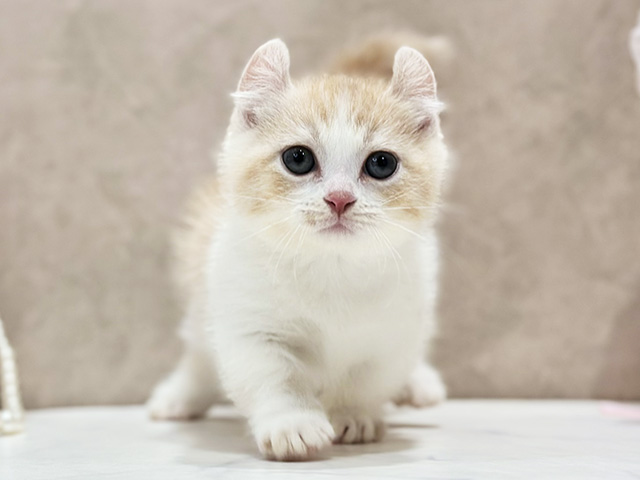 東京都のキンカロー (ペッツファースト新宿店/2026年6月8日生まれ/男の子/クリームタビーホワイト)の子猫の1枚目の画像
