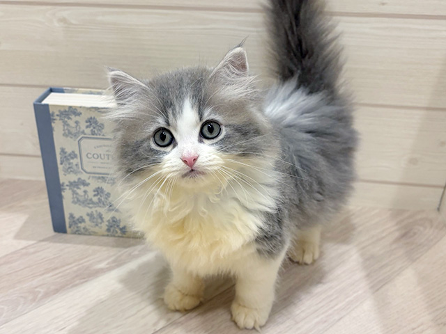 ラガマフィン