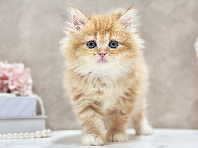 東京都のサイベリアン (ペッツファースト新宿店/2026年6月9日生まれ/男の子/レッドタビー)の子猫の1枚目の画像