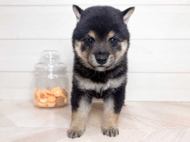 兵庫県の豆柴 (ペッツファースト神戸元町店/2026年6月10日生まれ/女の子/黒)の子犬の1枚目の画像