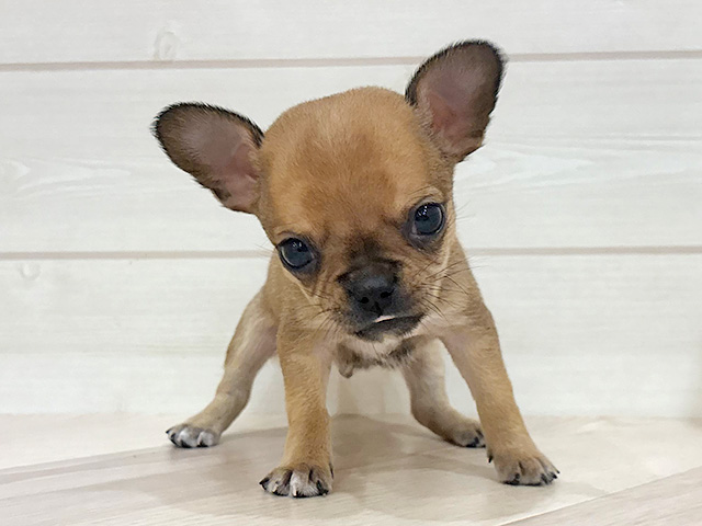 フレンチブルドックミックス