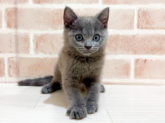 神奈川県のシャルトリュー (ペッツファーストfor cats横浜元町店/2026年6月4日生まれ/男の子/ブルー)の子猫の1枚目の画像