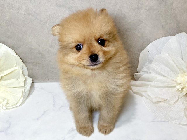 茨城県のポメラニアン (ペッツファースト土浦店/2026年6月11日生まれ/男の子/オレンジ)の子犬の1枚目の画像