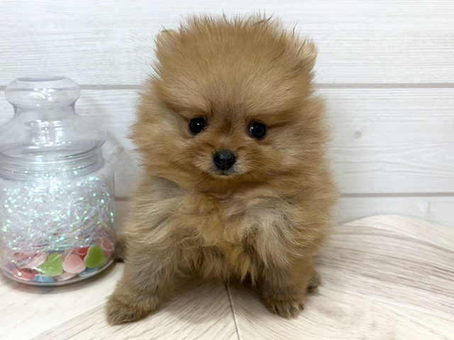 ポメラニアン