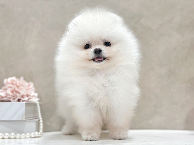 東京都のポメラニアン (ペッツファースト新宿店/2026年6月10日生まれ/男の子/クリーム)の子犬の1枚目の画像