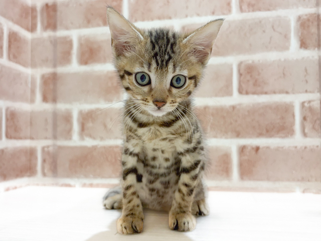 神奈川県のベンガル (ペッツファーストfor cats横浜元町店/2026年6月8日生まれ/男の子/ブラウンスポットタビー)の子猫の1枚目の画像