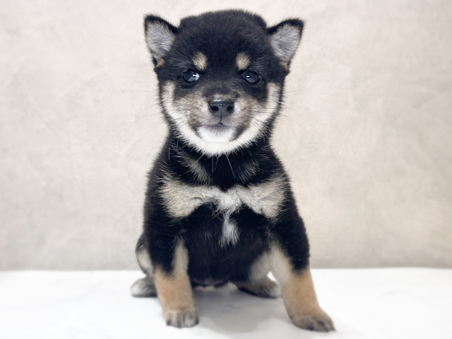 千葉県の豆柴 (ペッツファーストららぽーとTOKYO-BAY店/2026年6月15日生まれ/女の子/黒)の子犬の1枚目の画像
