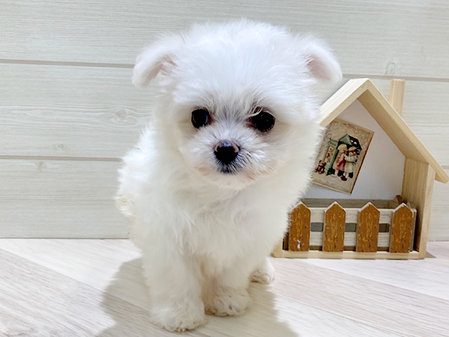 ポメプー