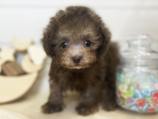 愛知県のトイプードル(ティーカップ) (ペッツファースト大高店/2026年6月15日生まれ/男の子/シルバーベージュ)の子犬の1枚目の画像