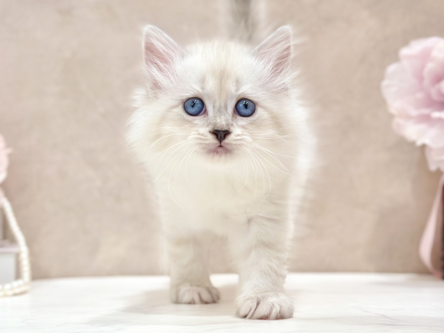 東京都のネヴァマスカレード (ペッツファースト新宿店/2026年6月19日生まれ/女の子/ブルーリンクスポイント)の子猫の1枚目の画像