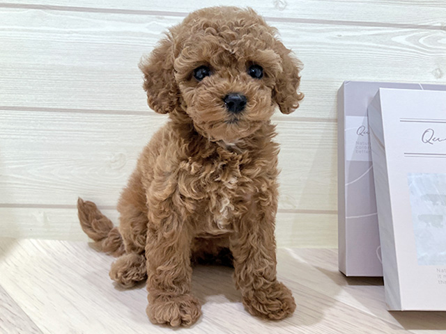 鳥取県のトイプードル(トイ) (ペッツファースト日吉津店/2026年6月16日生まれ/女の子/レッド)の子犬の1枚目の画像