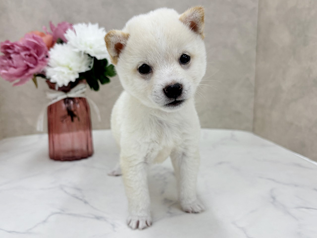 大阪府の豆柴 (ペッツファースト東大阪店/2026年6月15日生まれ/男の子/白)の子犬の1枚目の画像
