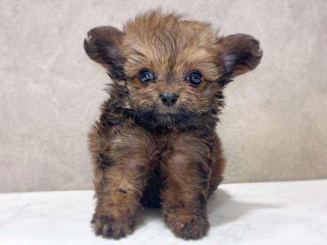 チワプー