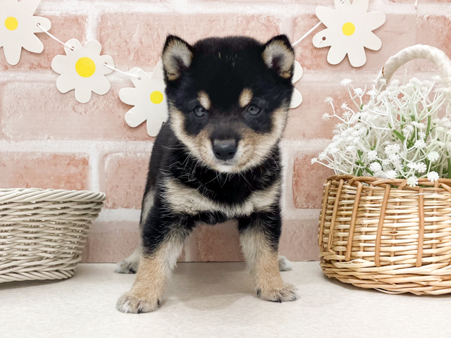 極小豆柴, 性別 男の子, 誕生日 2026/06/15, 毛色 黒, 出身 大分県, 店舗 お台場店(東京都), お問い合わせ番号 2631505