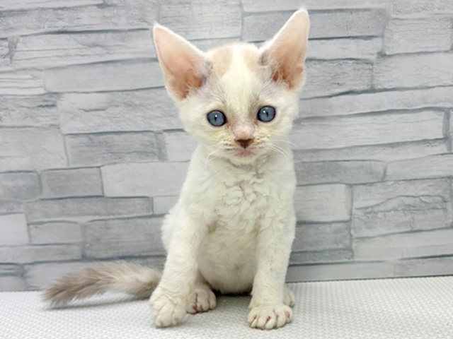 デボンレックス, 性別 男の子, 誕生日 2026/06/04, 毛色 シールポイント, 出身 大阪府, 店舗 横浜瀬谷店(神奈川県), お問い合わせ番号 200020706