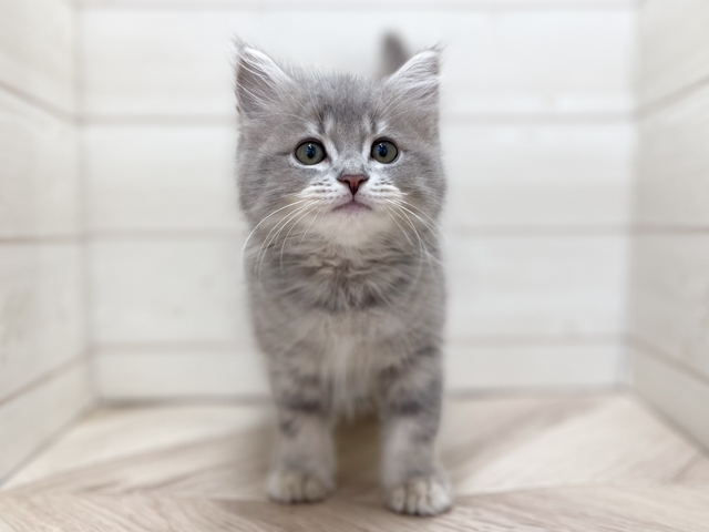 東京都のサイベリアン (ペッツファースト渋谷店/2026年6月9日生まれ/男の子/ブルータビー)の子猫の1枚目の画像