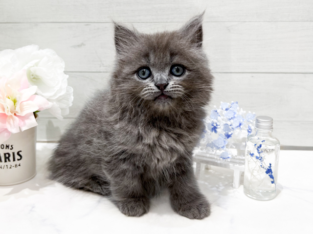 東京都のサイベリアン (ペッツファースト中野店/2026年6月21日生まれ/男の子/ブルー)の子猫の1枚目の画像