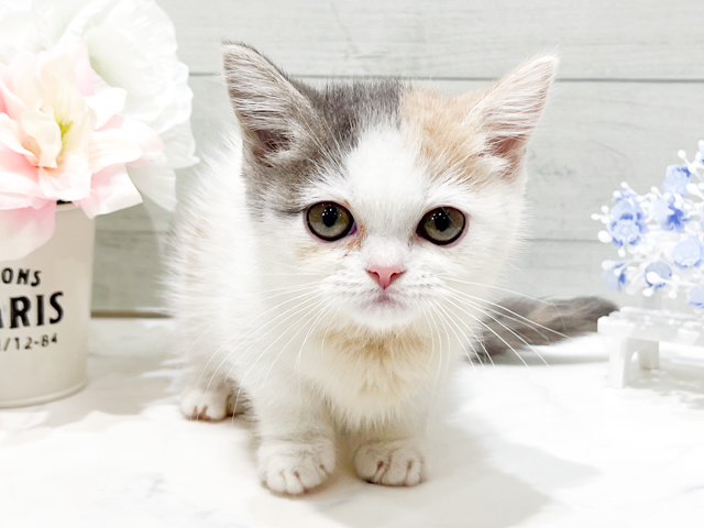 東京都のマンチカン (ペッツファースト中野店/2026年6月18日生まれ/女の子/ダイリュートキャリコ)の子猫の1枚目の画像