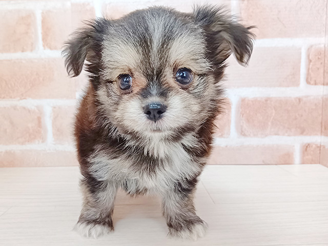 チワマル