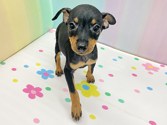 ミニチュアピンシャー, 性別 女の子, 誕生日 2026/06/18, 毛色 ブラックタン, 出身 埼玉県, 店舗 湘南平塚店(神奈川県), お問い合わせ番号 200020798