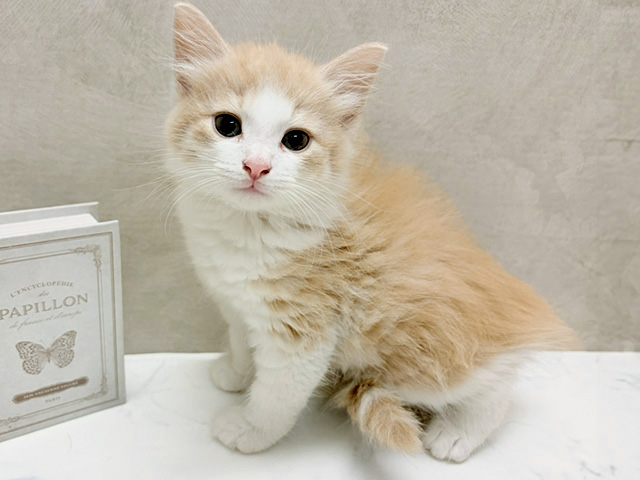 ノルウェージャンフォレストキャット, 性別 男の子, 誕生日 2026/06/19, 毛色 クリームタビーホワイト, 出身 奈良県, 店舗 名古屋南店(愛知県), お問い合わせ番号 2651656