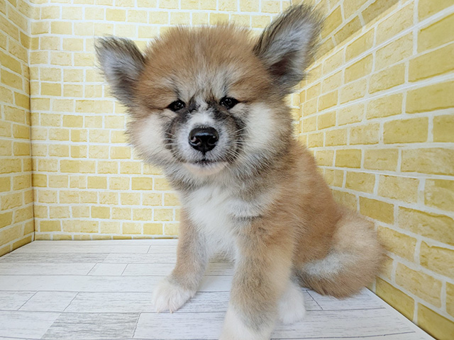 秋田犬, 性別 女の子, 誕生日 2026/06/20, 毛色 赤, 出身 茨城県, 店舗 長岡店(新潟県), お問い合わせ番号 200020813