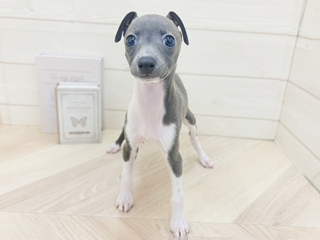 イタリアングレーハウンド, 性別 女の子, 誕生日 2026/06/25, 毛色 ブルーホワイト, 出身 群馬県, 店舗 寝屋川店(大阪府), お問い合わせ番号 2603831