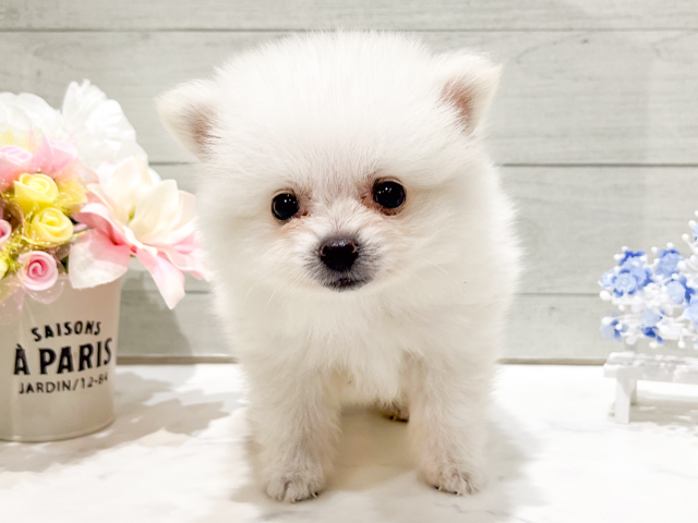東京都のポメラニアン (ペッツファースト中野店/2026年6月25日生まれ/男の子/ホワイト)の子犬の1枚目の画像