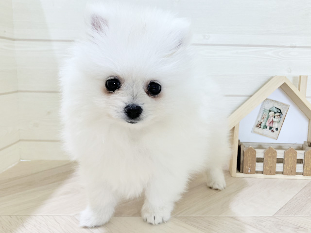 ポメチワ