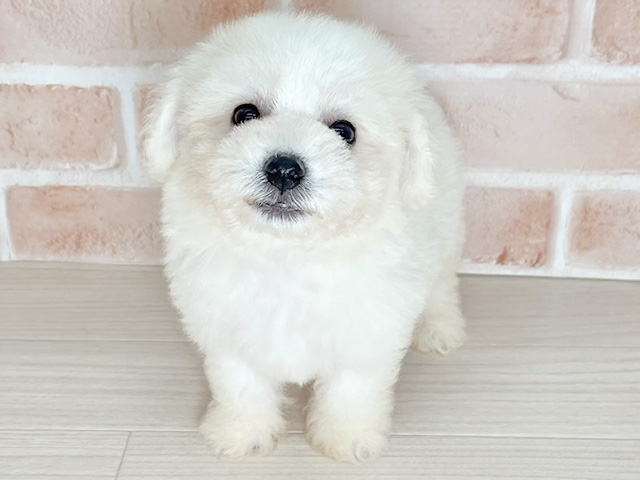 ビションフリーゼ, 性別 男の子, 誕生日 2026/06/21, 毛色 ホワイト, 出身 千葉県, 店舗 埼玉大井店(埼玉県), お問い合わせ番号 2631580