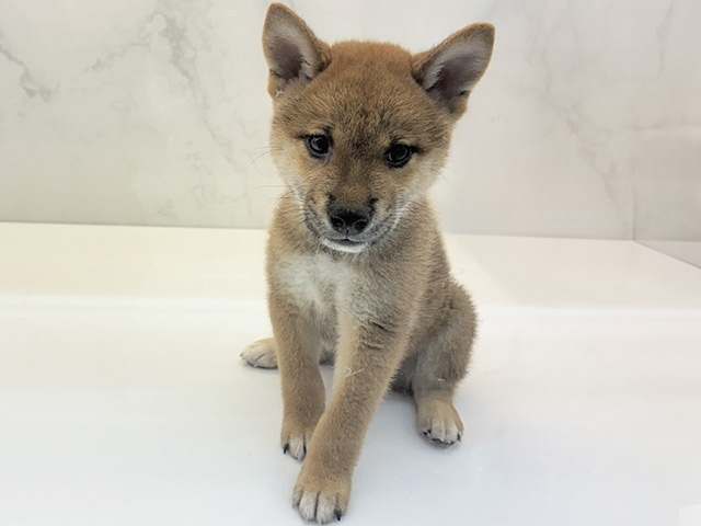 柴犬, 性別 男の子, 誕生日 2026/06/24, 毛色 赤, 出身 岡山県, 店舗 御経塚店(石川県), お問い合わせ番号 100960508