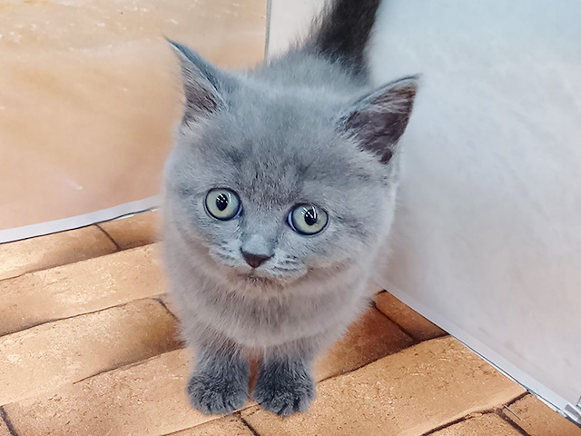 ブリティッシュ(ショートヘア), 性別 女の子, 誕生日 2026/06/24, 毛色 ブルー, 出身 香川県, 店舗 久喜菖蒲店(埼玉県), お問い合わせ番号 100960509