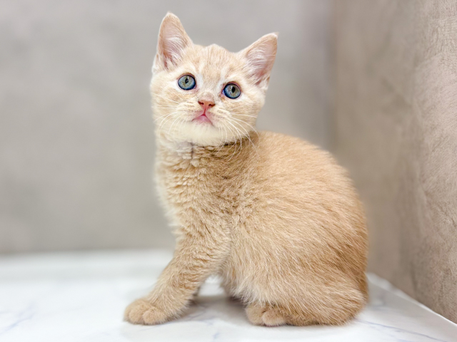 ブリティッシュ(ショートヘア), 性別 男の子, 誕生日 2026/06/19, 毛色 クリーム, 出身 静岡県, 店舗 ららぽーと立川立飛店(東京都), お問い合わせ番号 2603863
