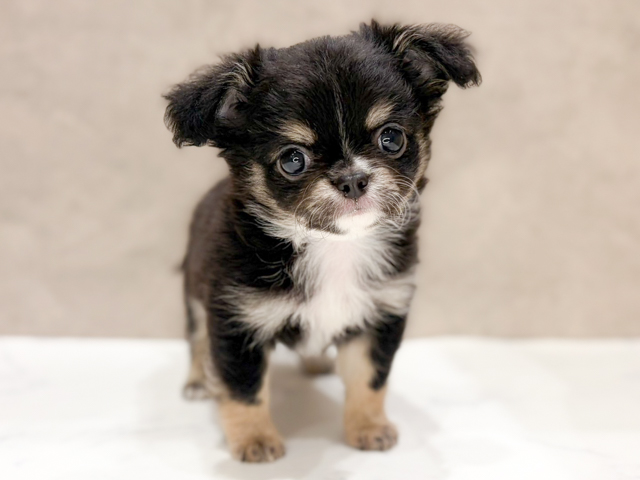 チワワ