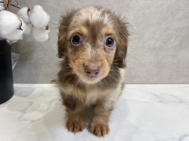 カニヘンダックスフンド