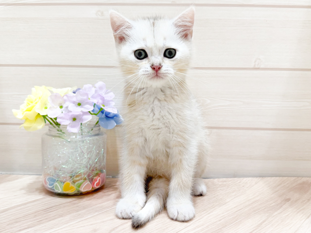 ブリティッシュ(ショートヘア), 性別 男の子, 誕生日 2026/06/24, 毛色 ゴールデンチンチラシルバー, 出身 三重県, 店舗 ららぽーと門真店(大阪府), お問い合わせ番号 2651685