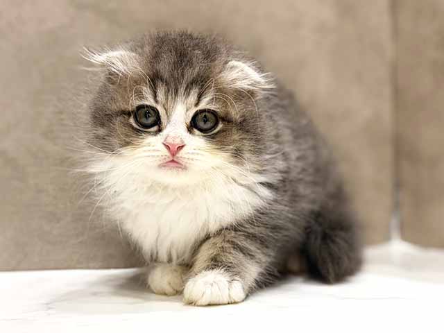 スコティッシュフォールド