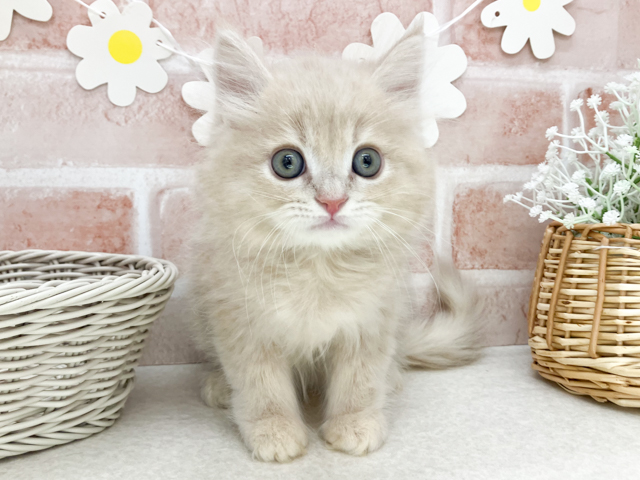 サイベリアン, 性別 男の子, 誕生日 2026/06/28, 毛色 クリームタビー, 出身 埼玉県, 店舗 お台場店(東京都), お問い合わせ番号 2603934