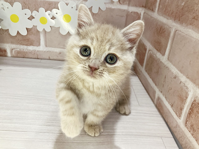 マンチカン
