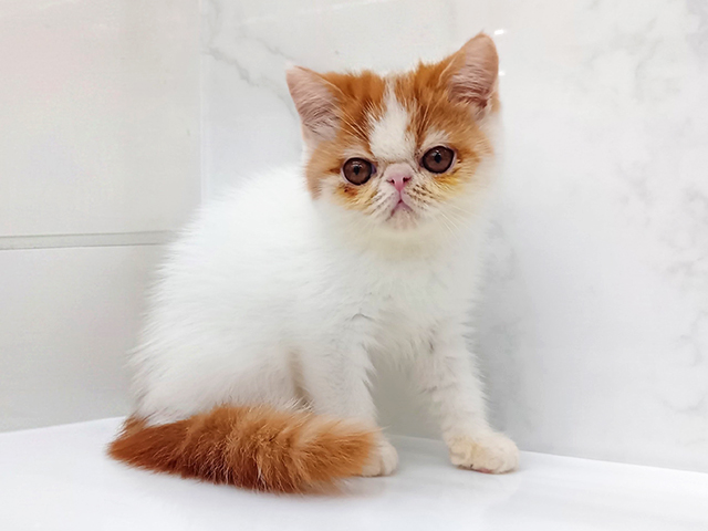 エキゾチック(ショートヘア), 性別 男の子, 誕生日 2026/06/15, 毛色 レッドタビーホワイト, 出身 岡山県, 店舗 スーパービバホーム豊洲店(東京都), お問い合わせ番号 200020795