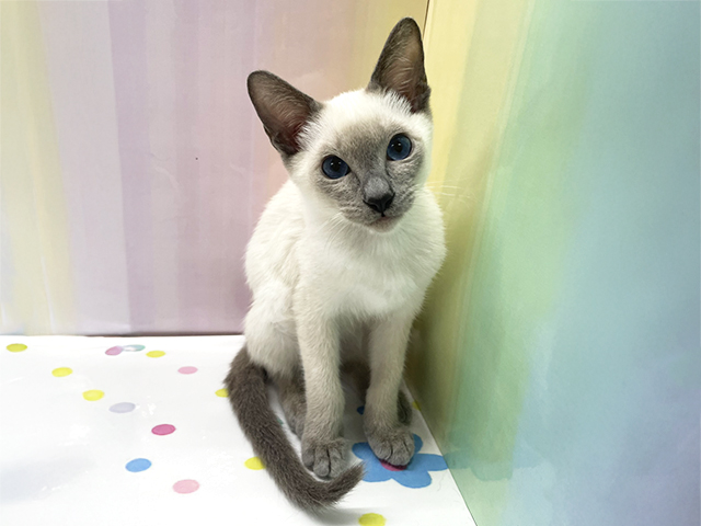シャム, 性別 女の子, 誕生日 2026/06/16, 毛色 ブルーポイント, 出身 東京都, 店舗 湘南平塚店(神奈川県), お問い合わせ番号 200020823